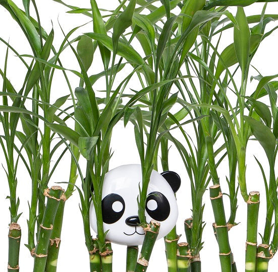 MELII VASIJA CON TAPA BEAR & PANDA 2PCS